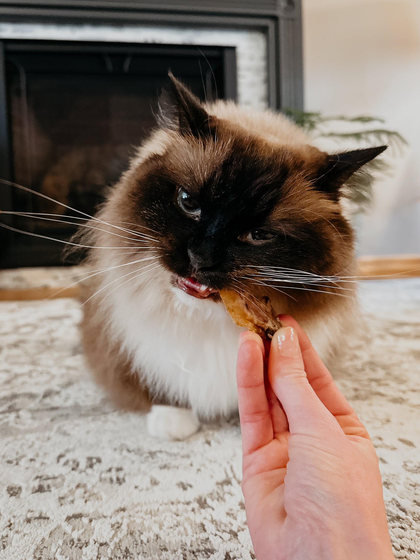 Pastured Chicken Wing Tips