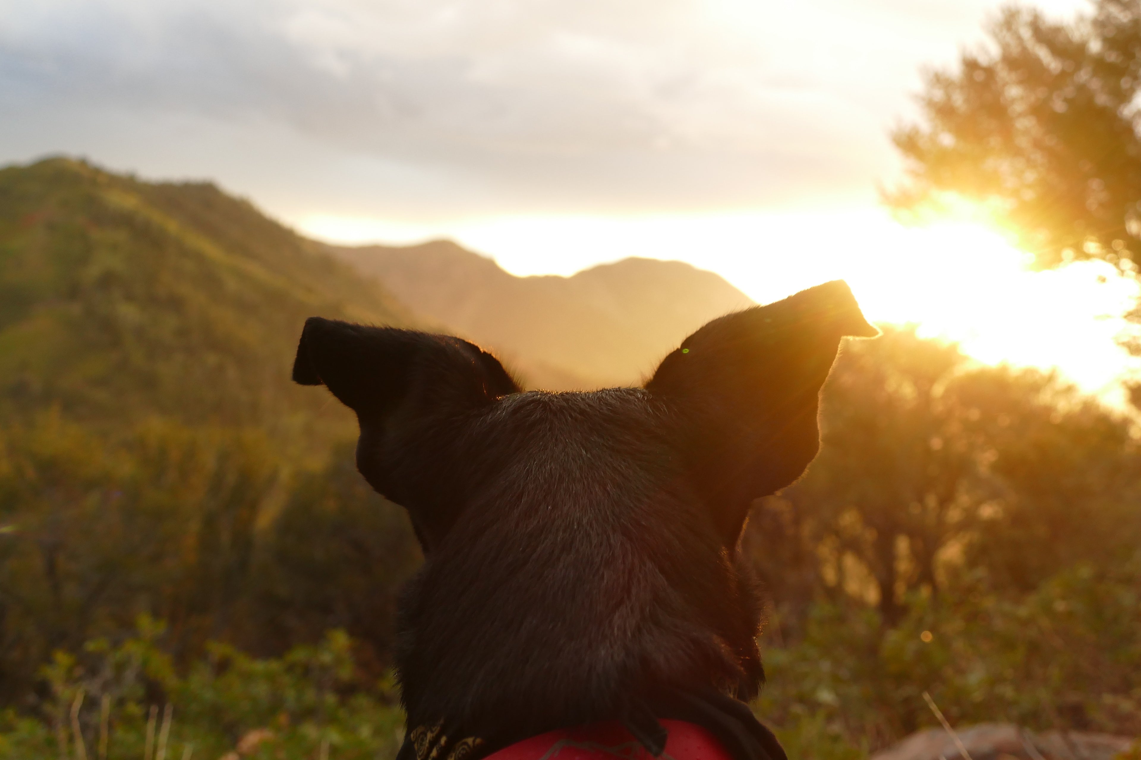 Photo by Yuki Dog on Unsplash