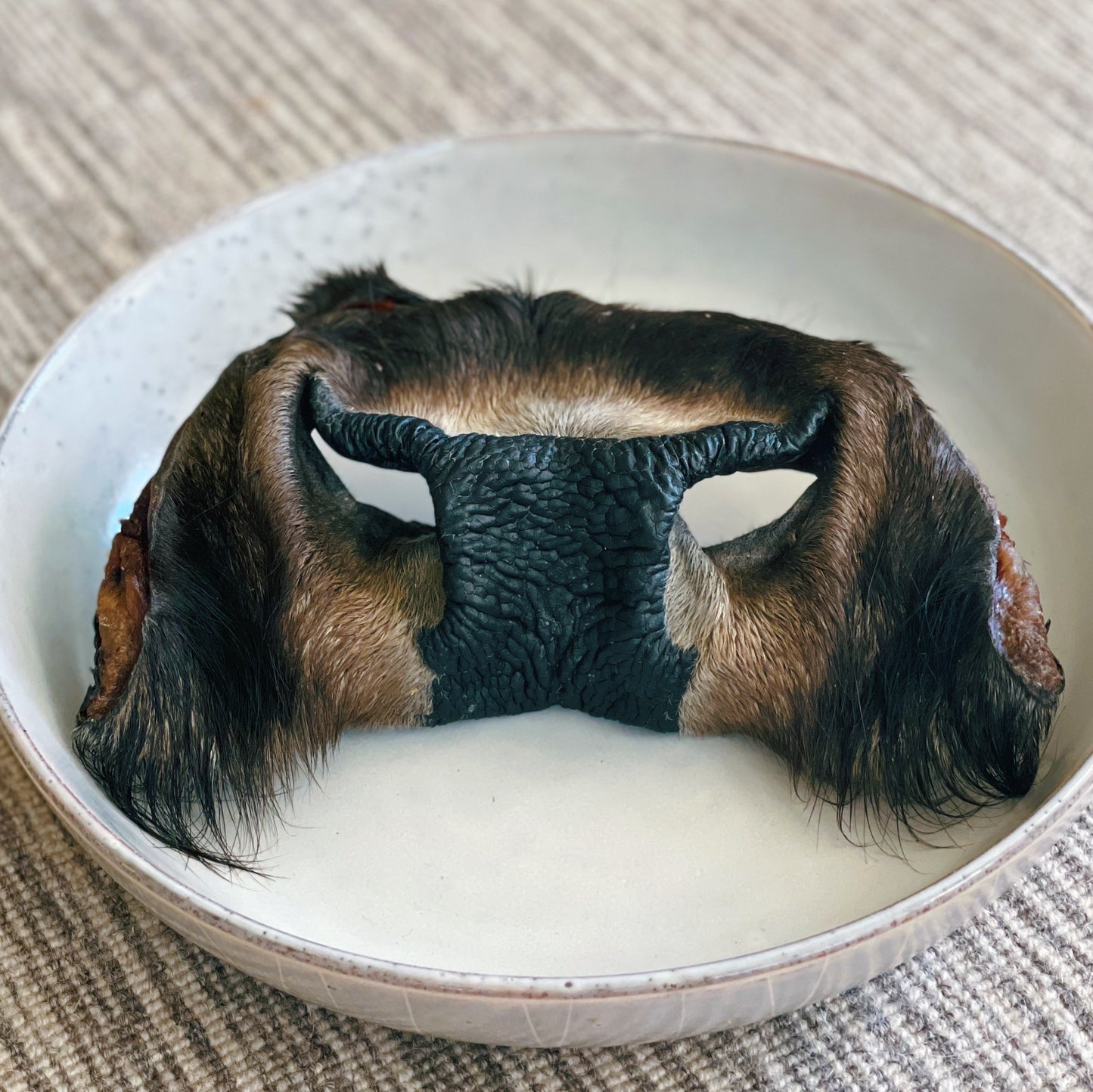 Bison Snout