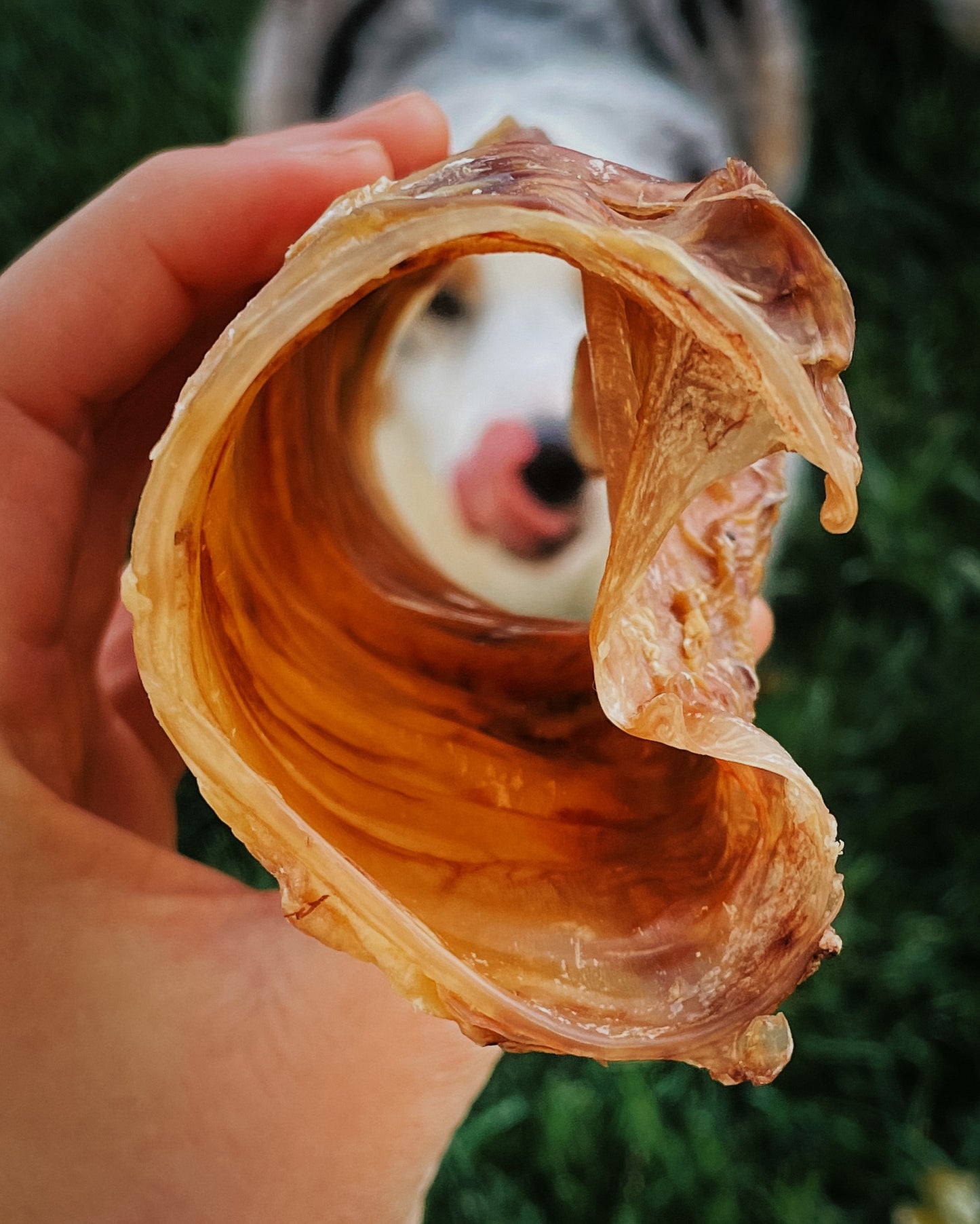 Bison Trachea Halves