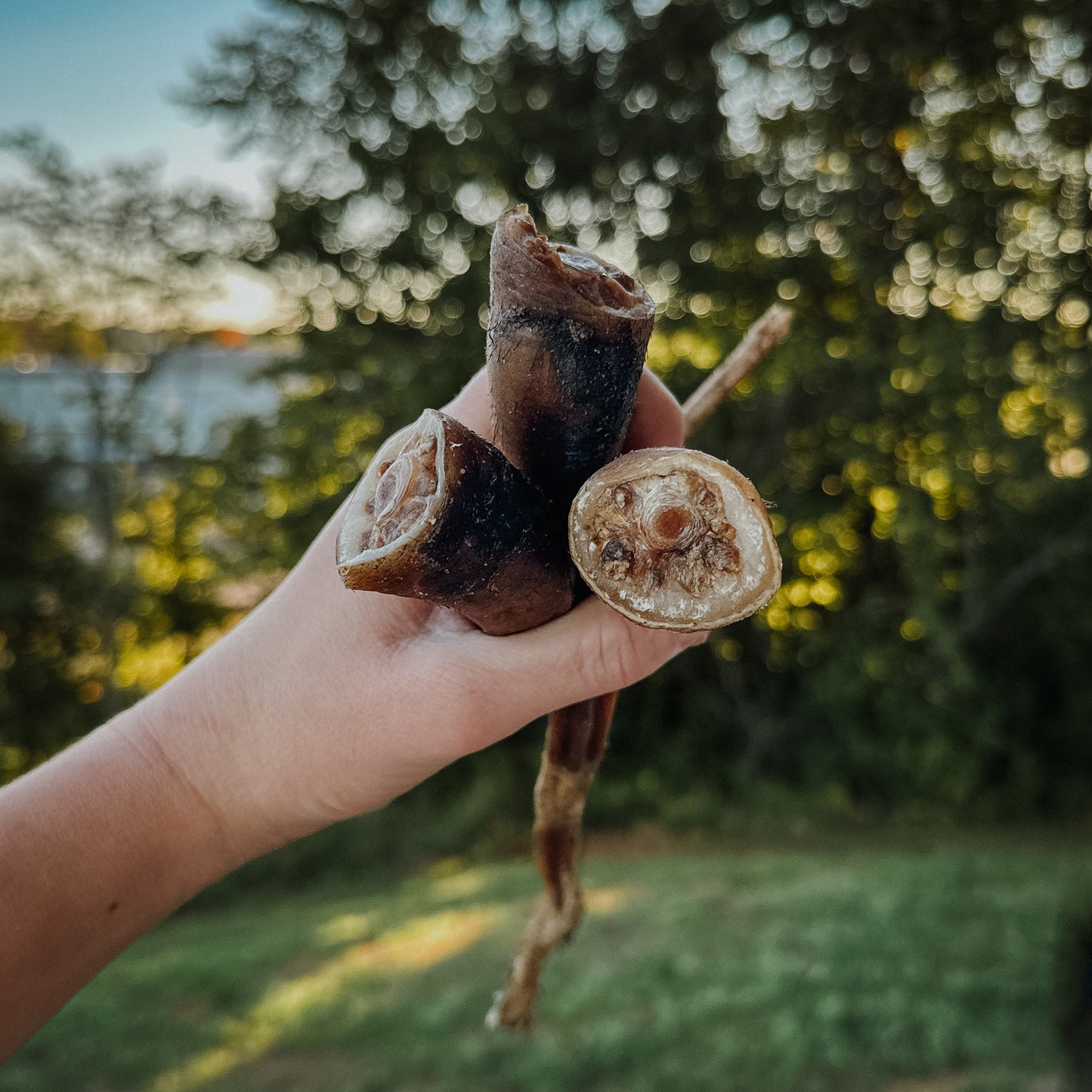 Pork Tails