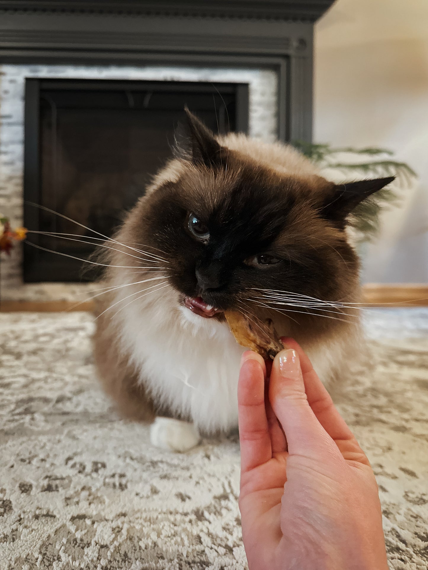 Pastured Chicken Wing Tips