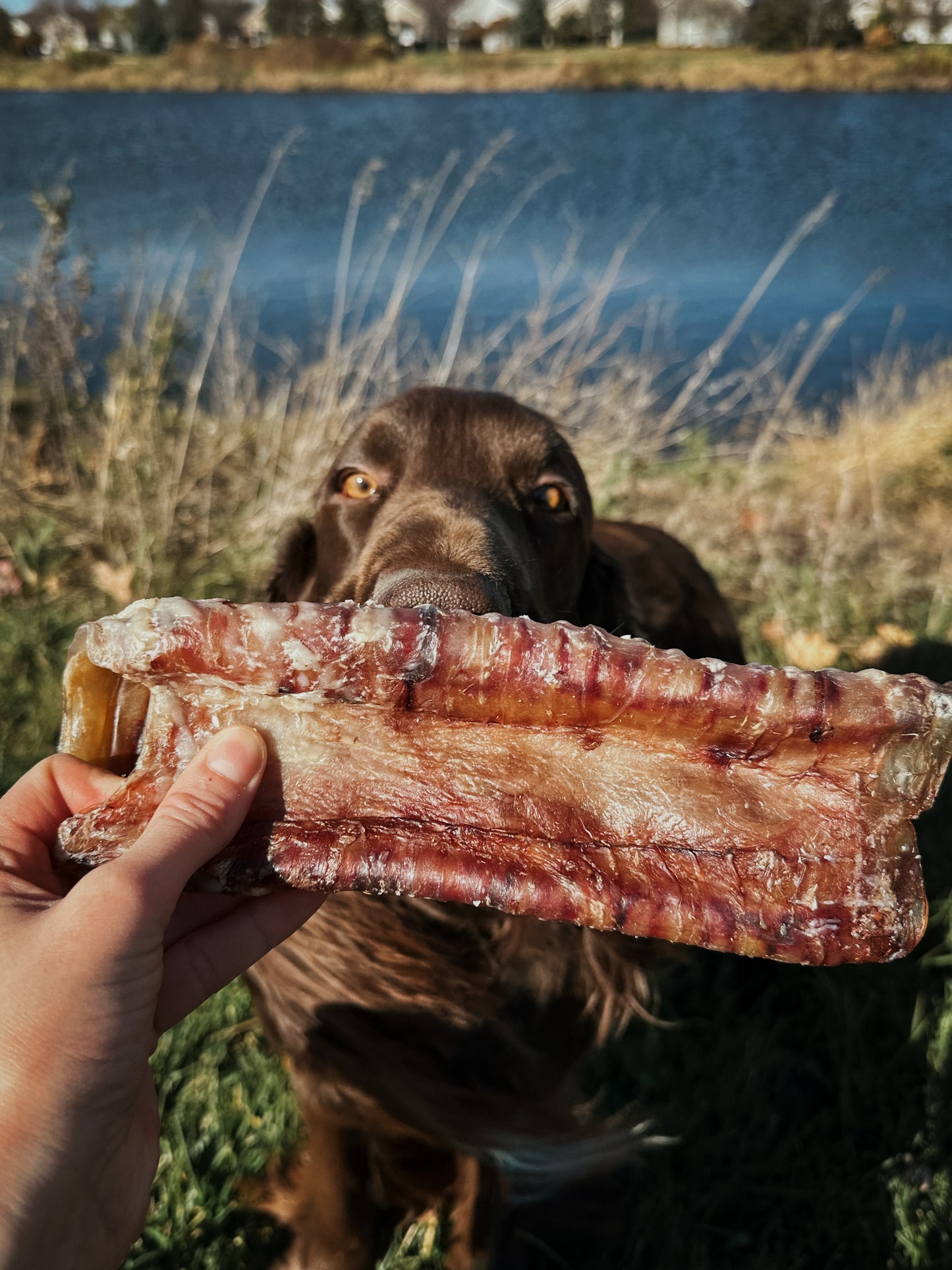Bison Trachea Halves