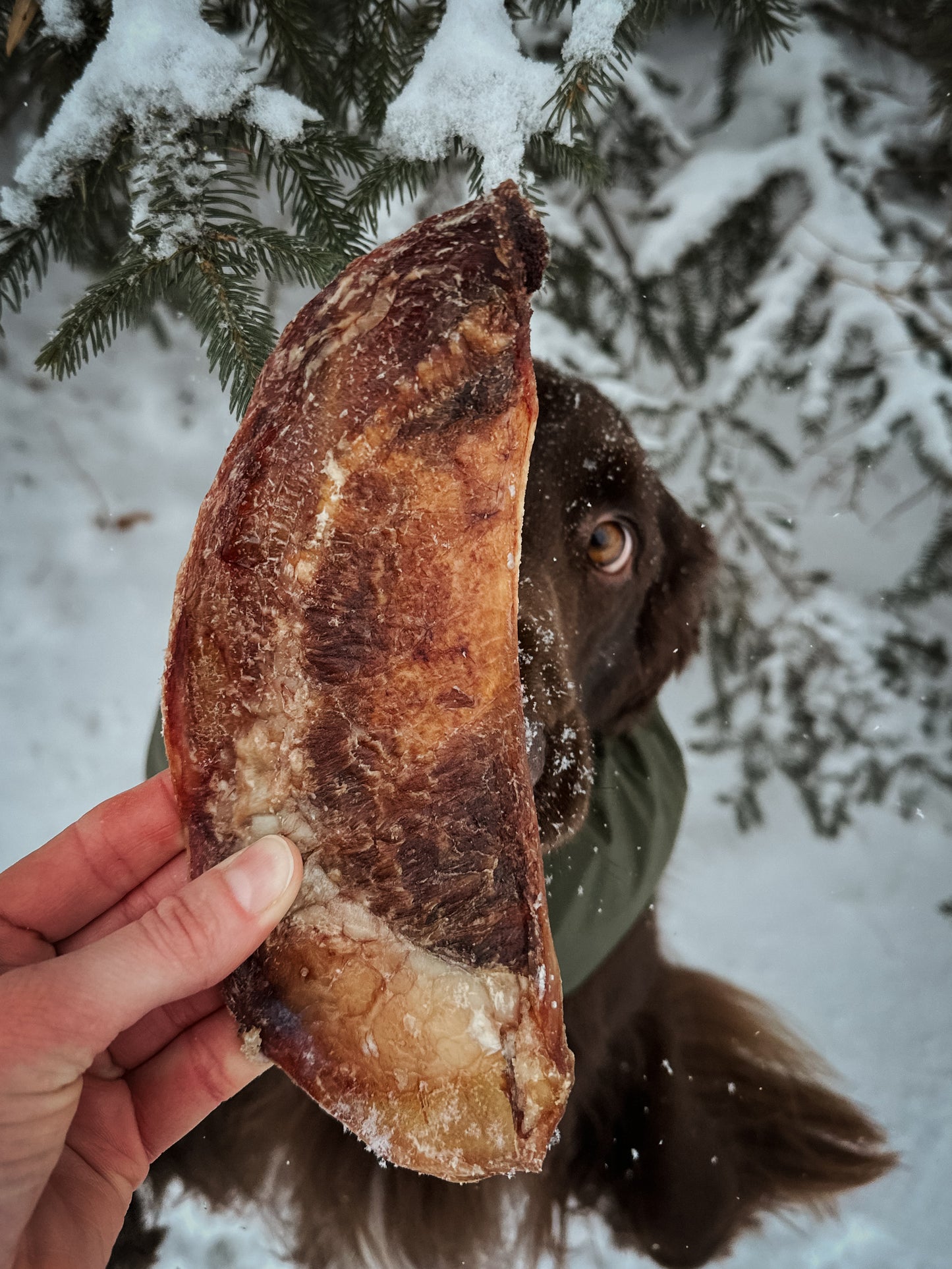 Bison Scapula Cartilage