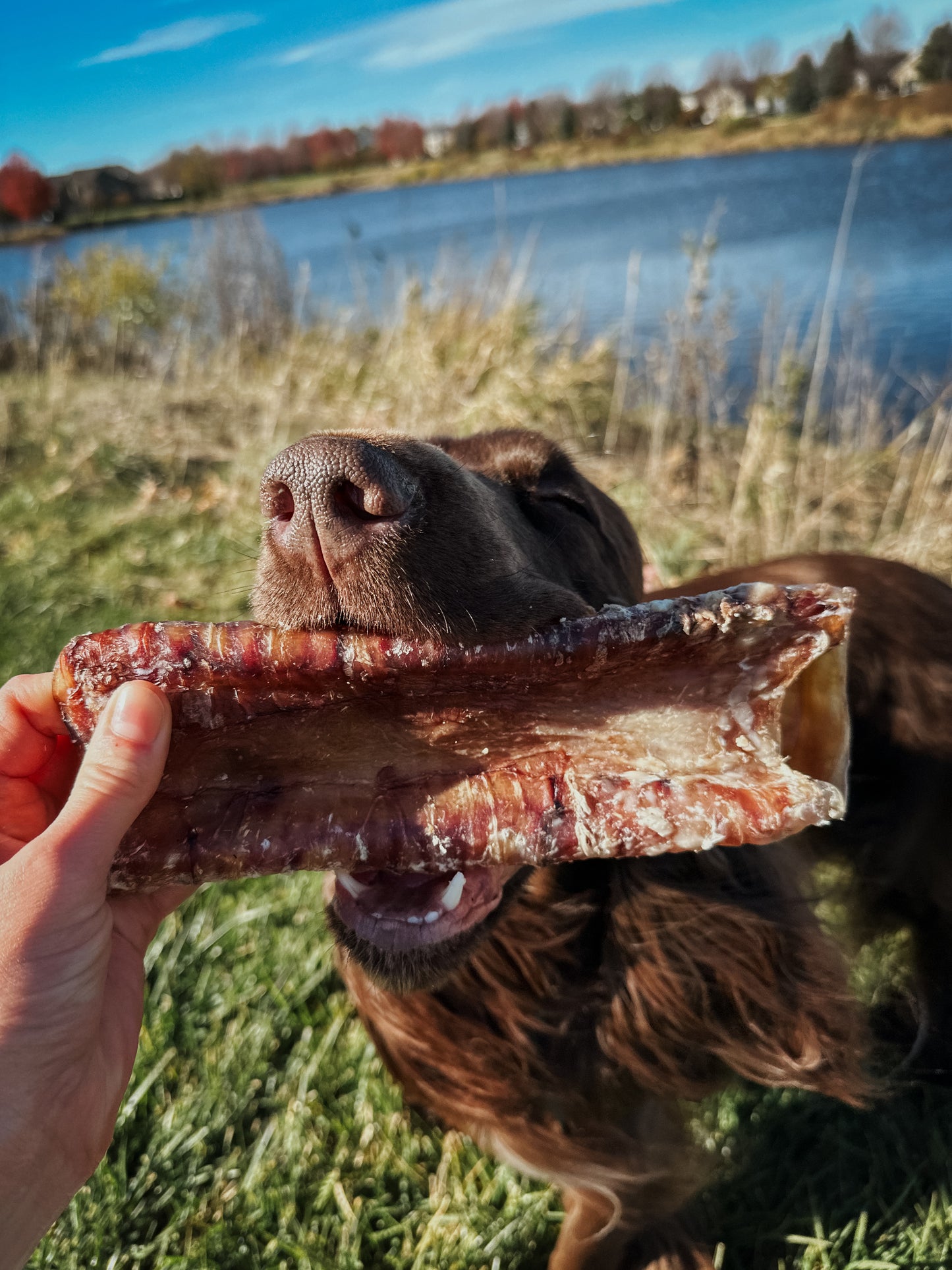 Bison Trachea Halves