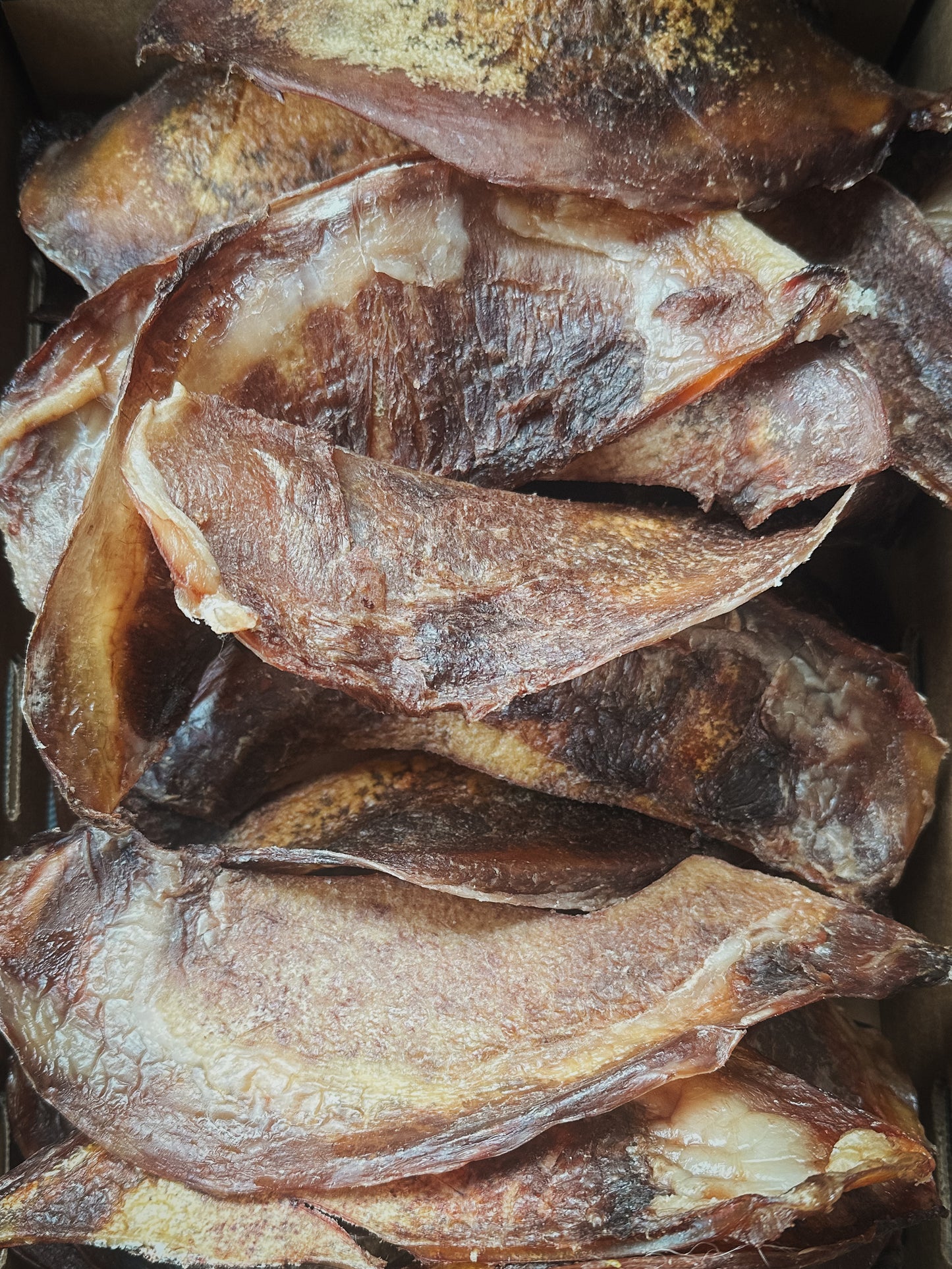 Bison Scapula Cartilage