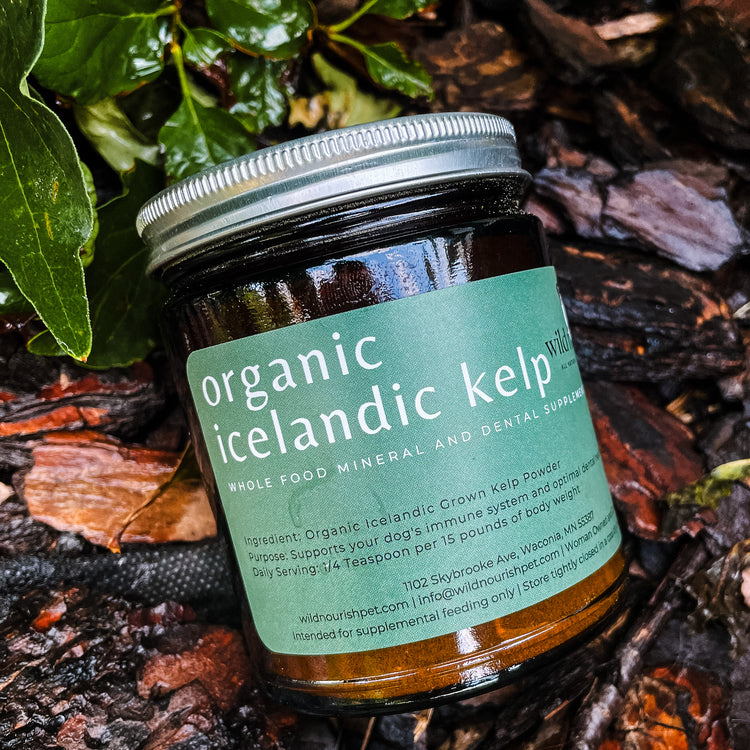 Organic Icelandic Kelp