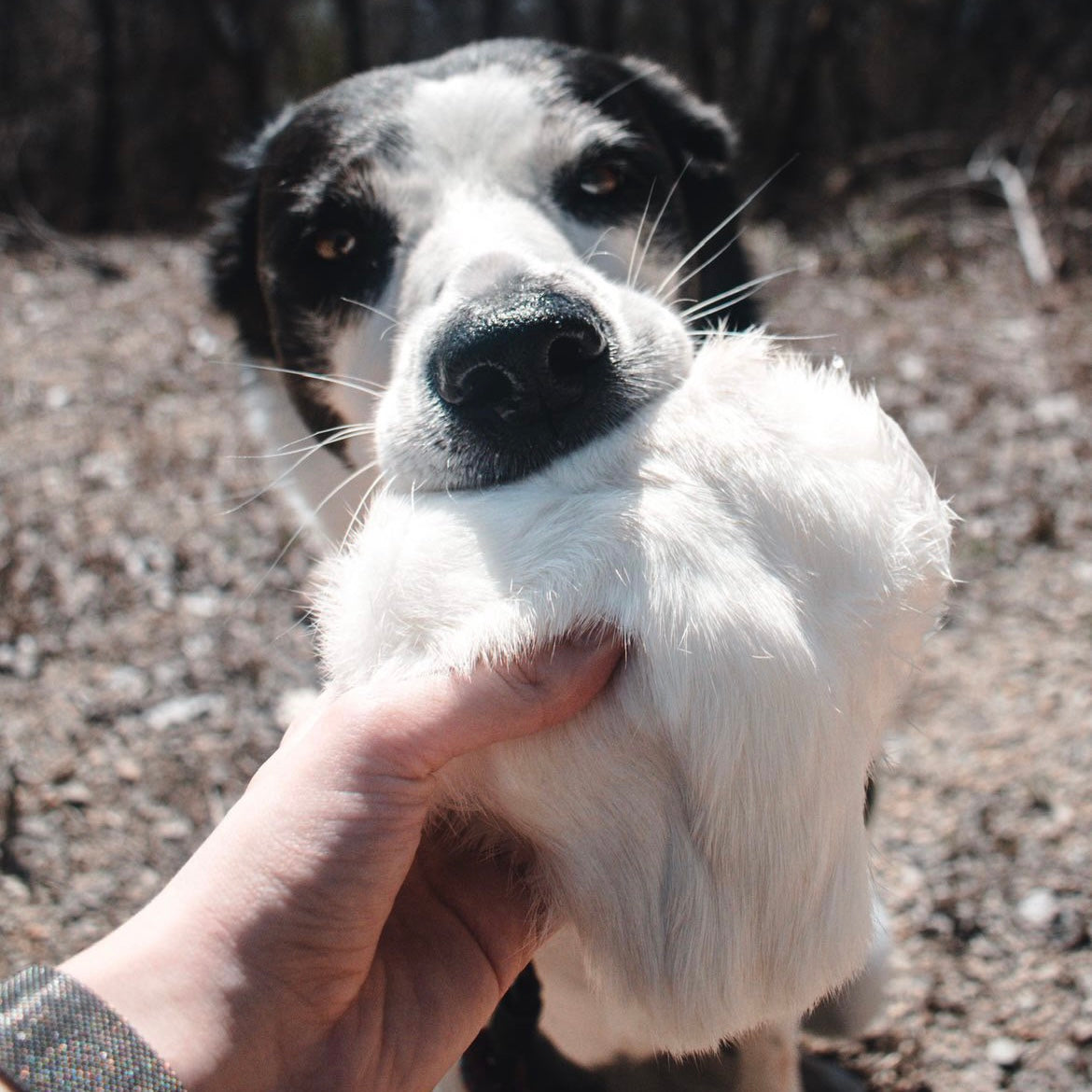 Rabbit Hide Roll w/ Fur