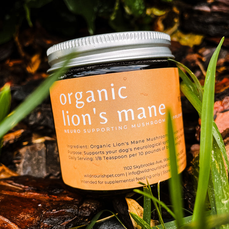 Organic Lion's Mane Mushroom