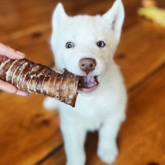 Elk Trachea Halves