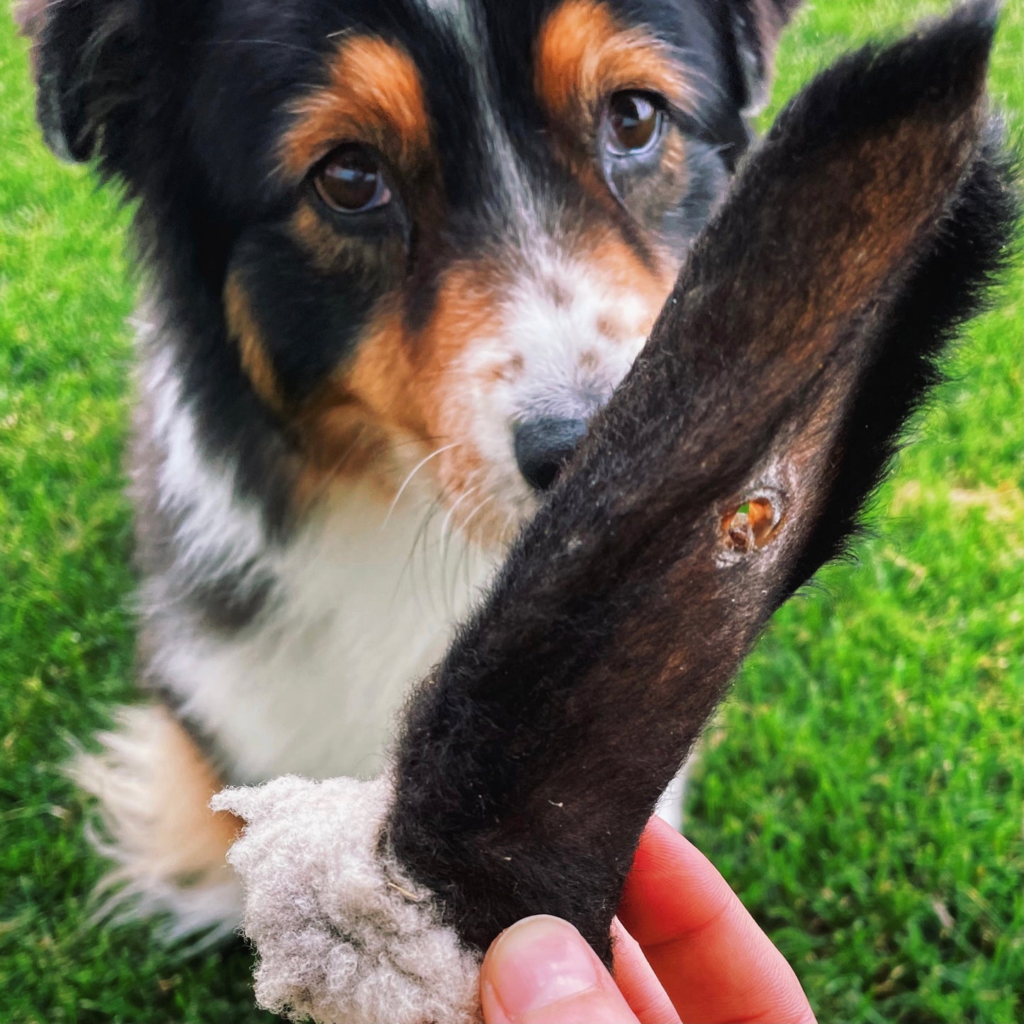 Lamb Ears w/ Hair