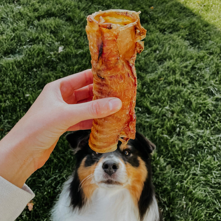 Bison Trachea Halves