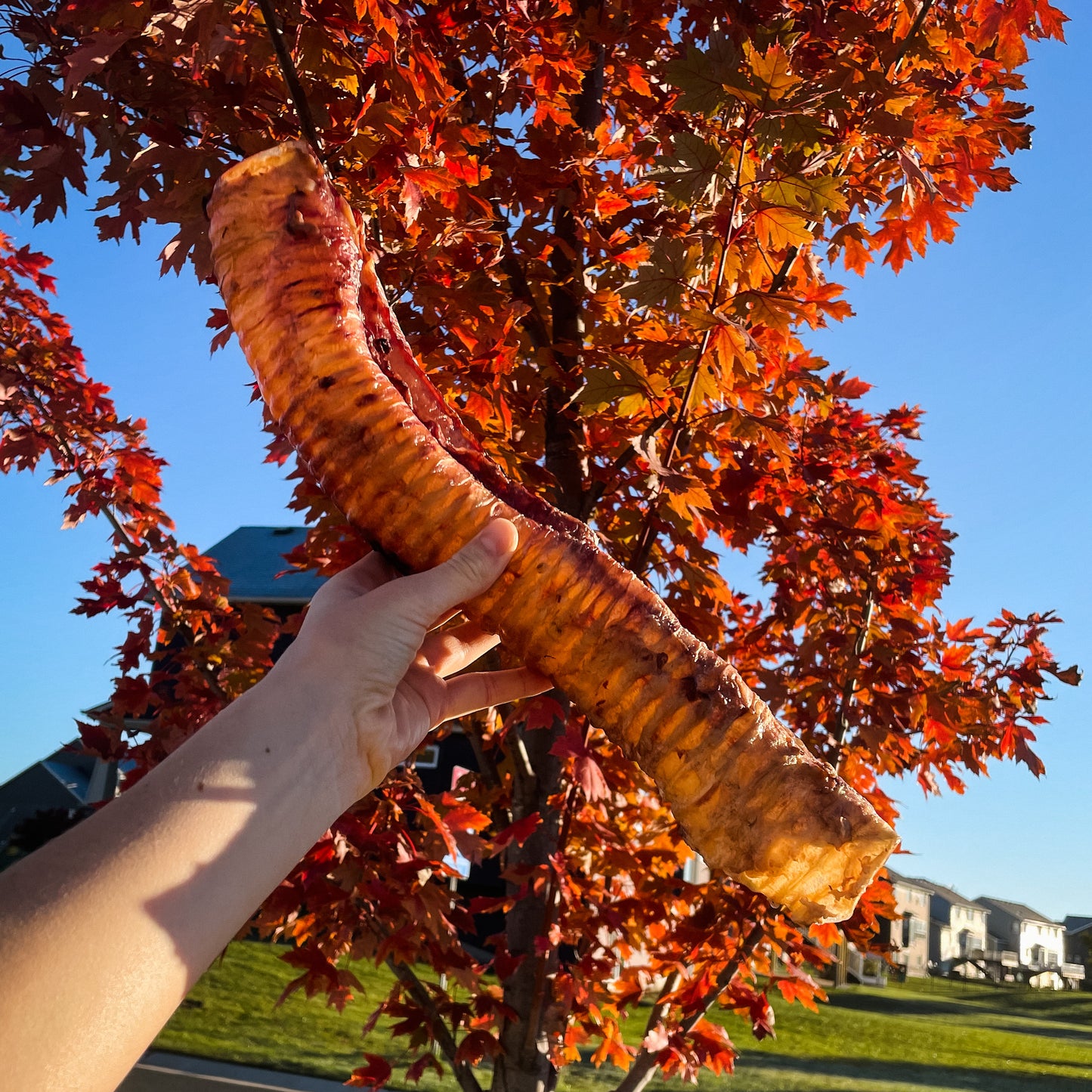 Whole Grass Fed Bison Trachea