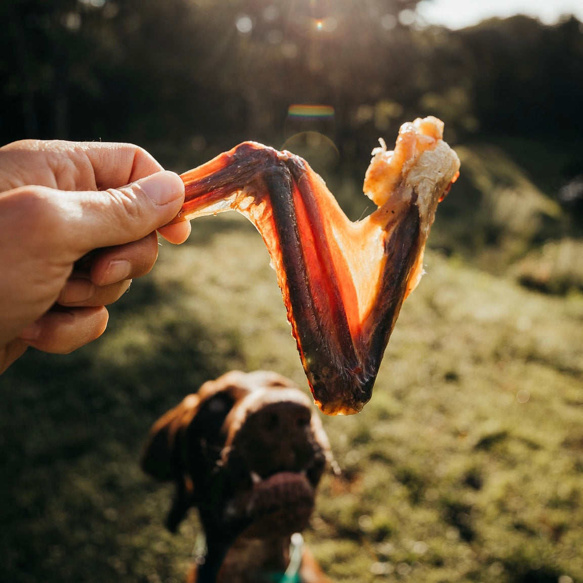 Duck Wings