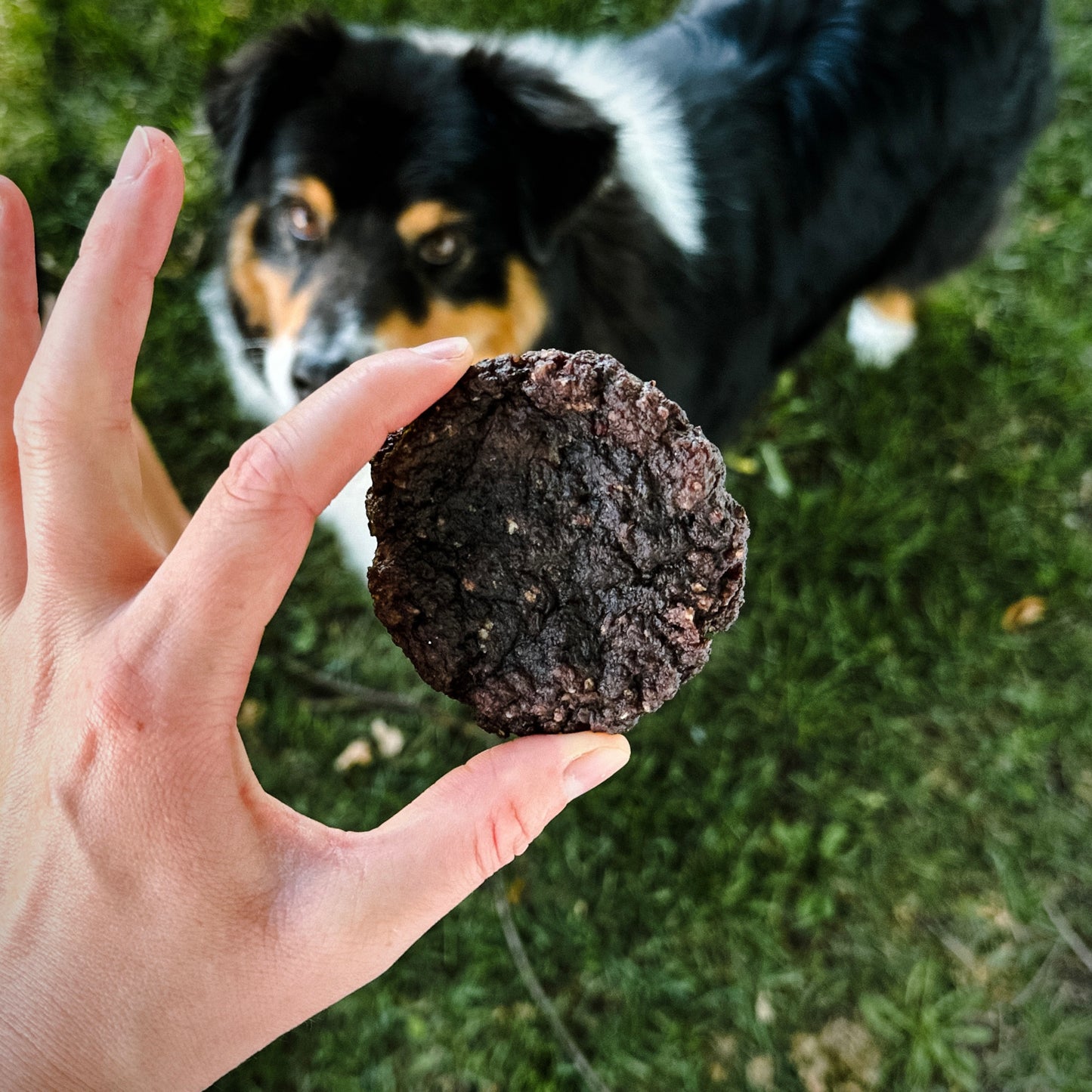 Dehydrated Lamb Patties