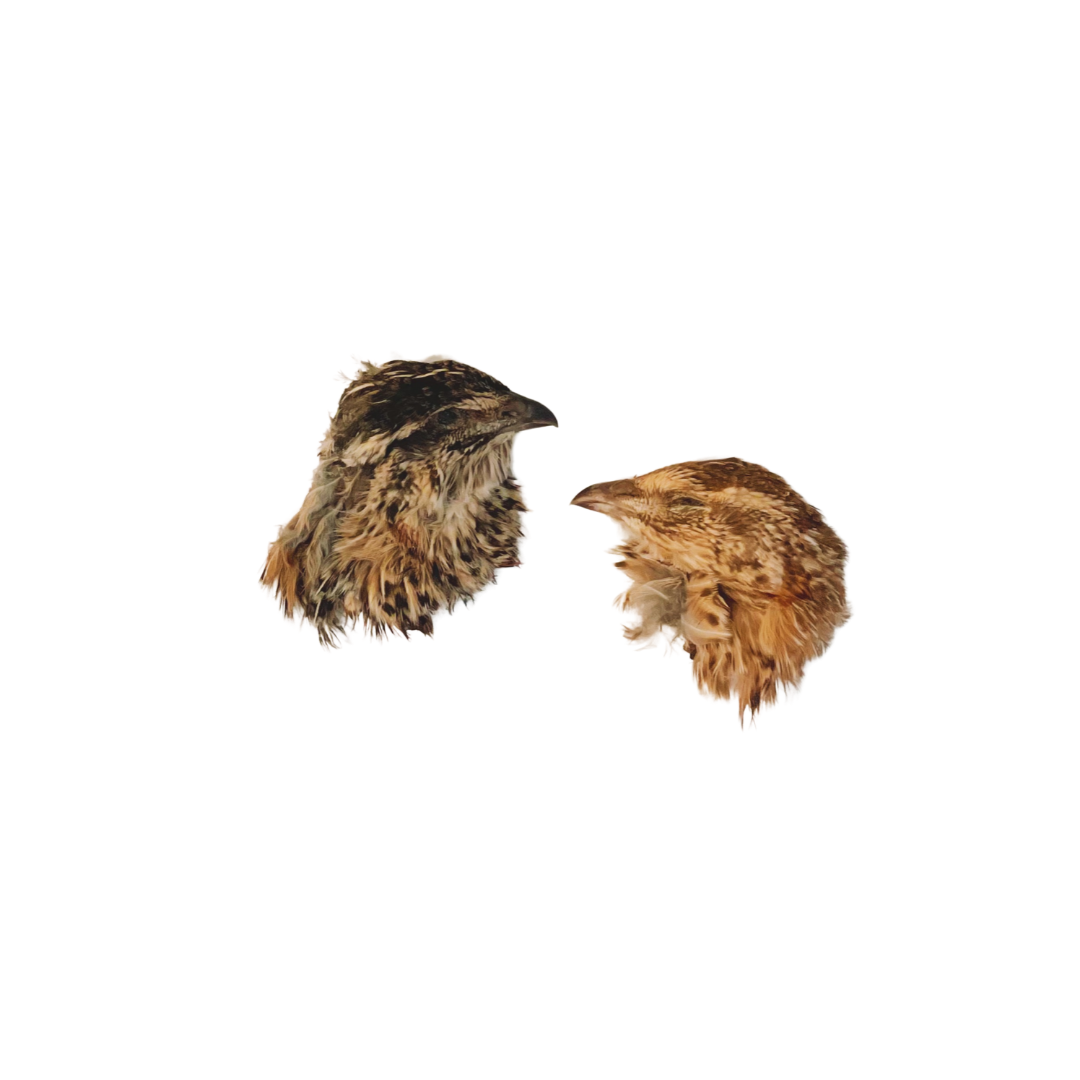 Quail Heads w/ Feathers