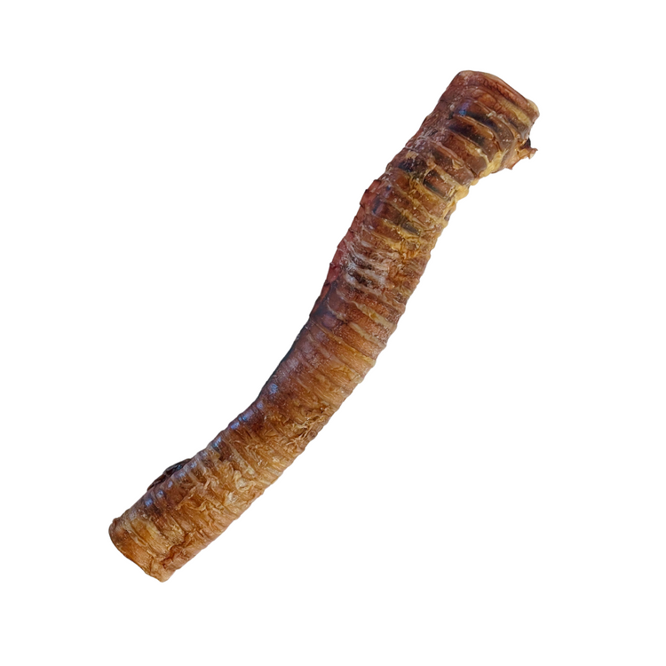 Whole Elk Trachea