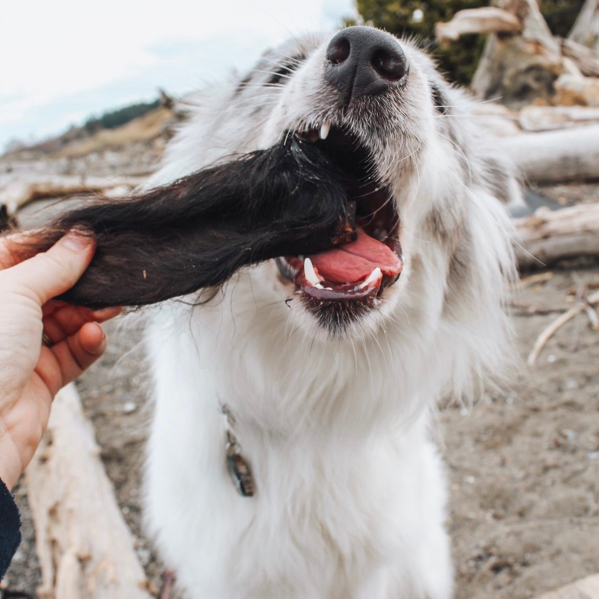 Bison Ears w/ Hair