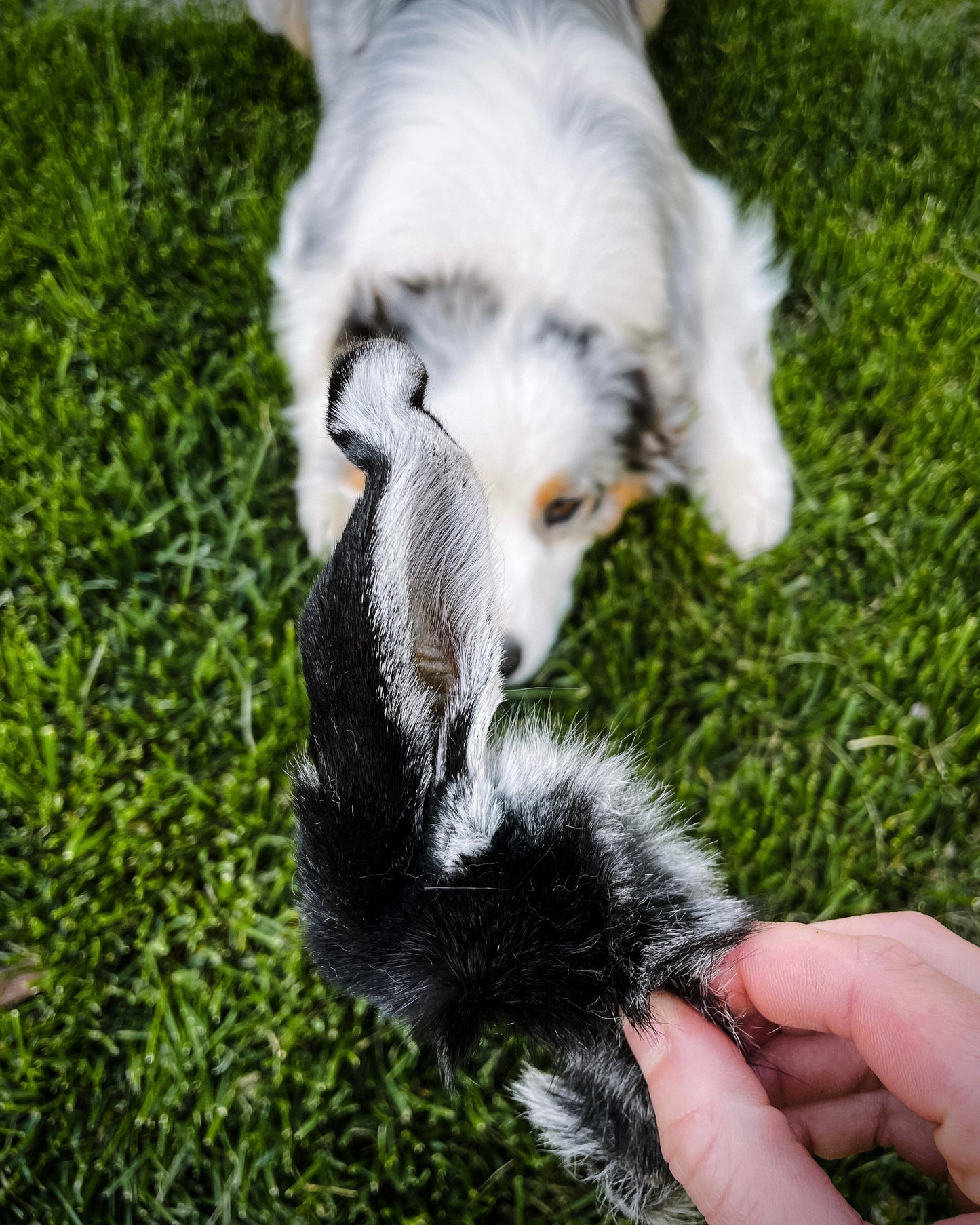 Rabbit Ears w/ Fur